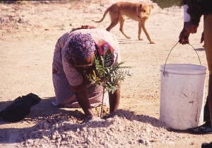 Woman bending to plant (image BGCI).