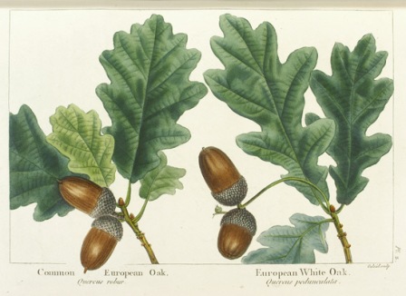 quercus