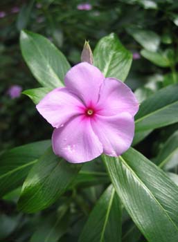Catharanthus roseus (Rosy periwinkle) treats 4 out of 5 children with leukemia
