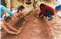 Children planting orchards