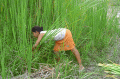 Taboa harvest