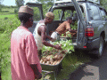 Reafforestation in Madagascar