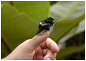 Hummingbird, Mellisuga helenae