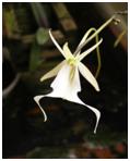 Ghost orchid, Dendrophylax lindenii