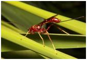 Ichneumon