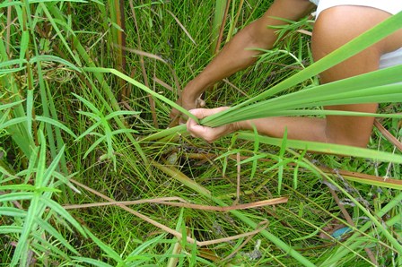 collecting and processing wild plants