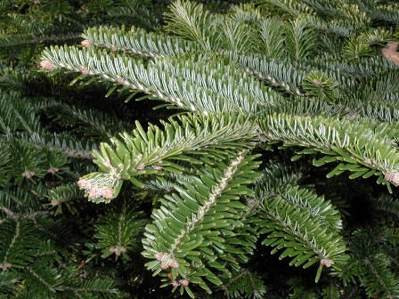 Endangered Abies nebrodensis