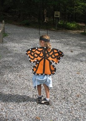 butterfly