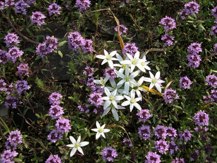 Thymus