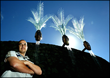 Nikau Palms lit up Nikau Palms lit up