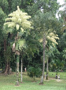 Talipot palm Talipot palm