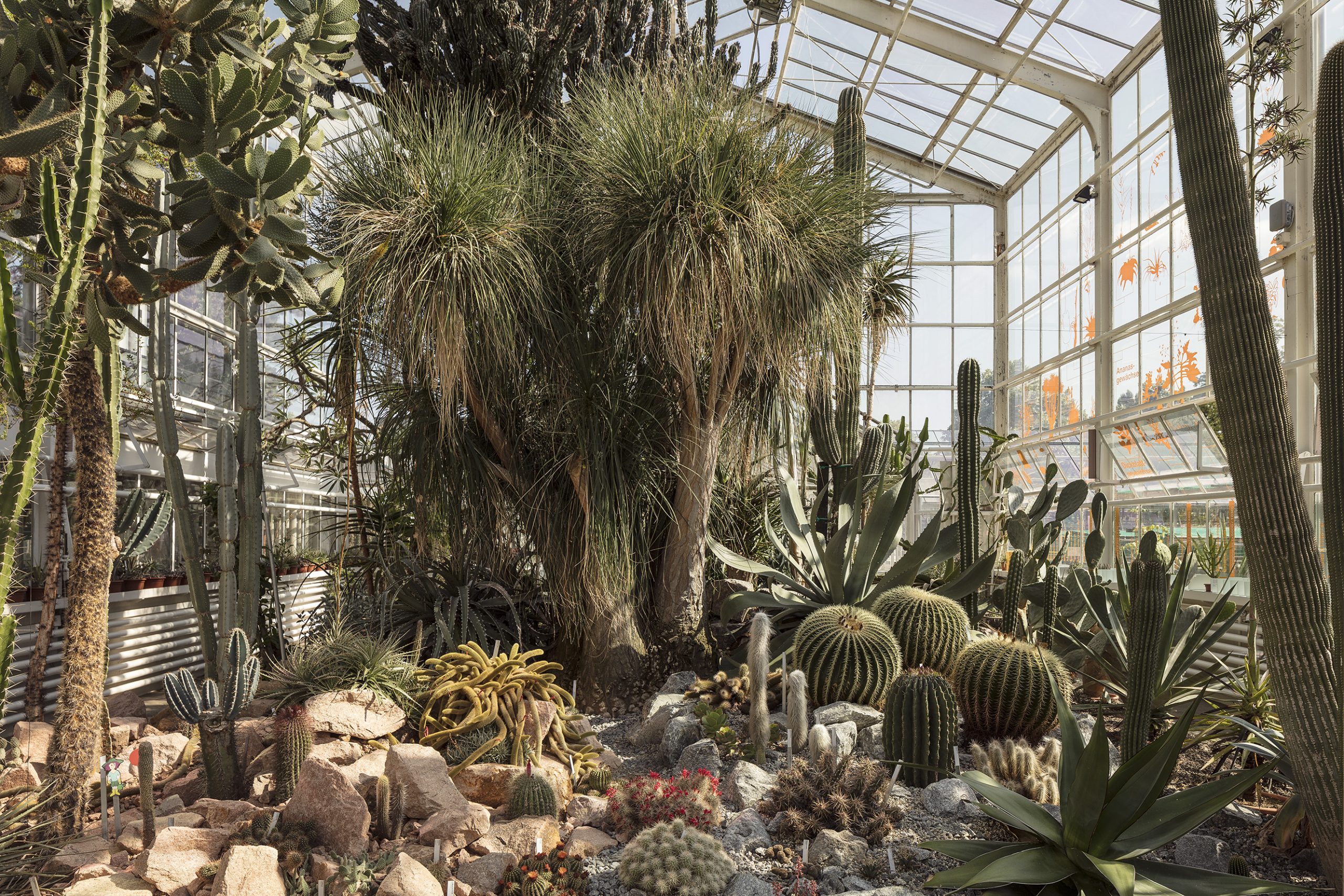 BGCI Databases | Botanic Gardens Conservation International