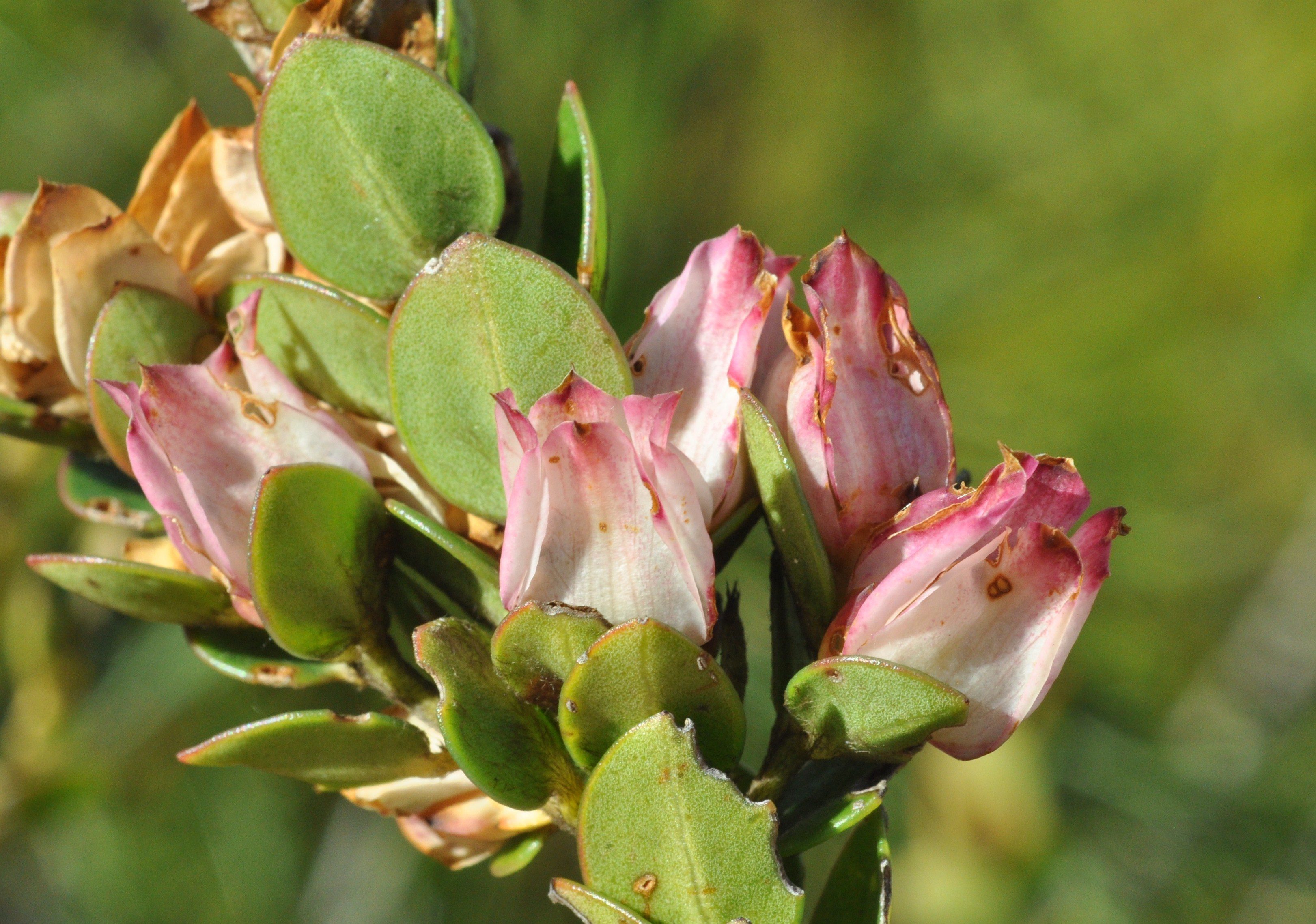 Knows that plants. Geissoloma marginatum. Гейссоло́мовые (Geissolomataceae). Allysum marginatum. Protect Plant species.