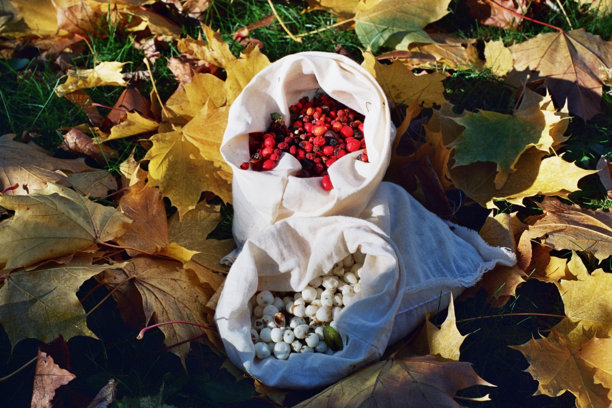 Seed Conservation