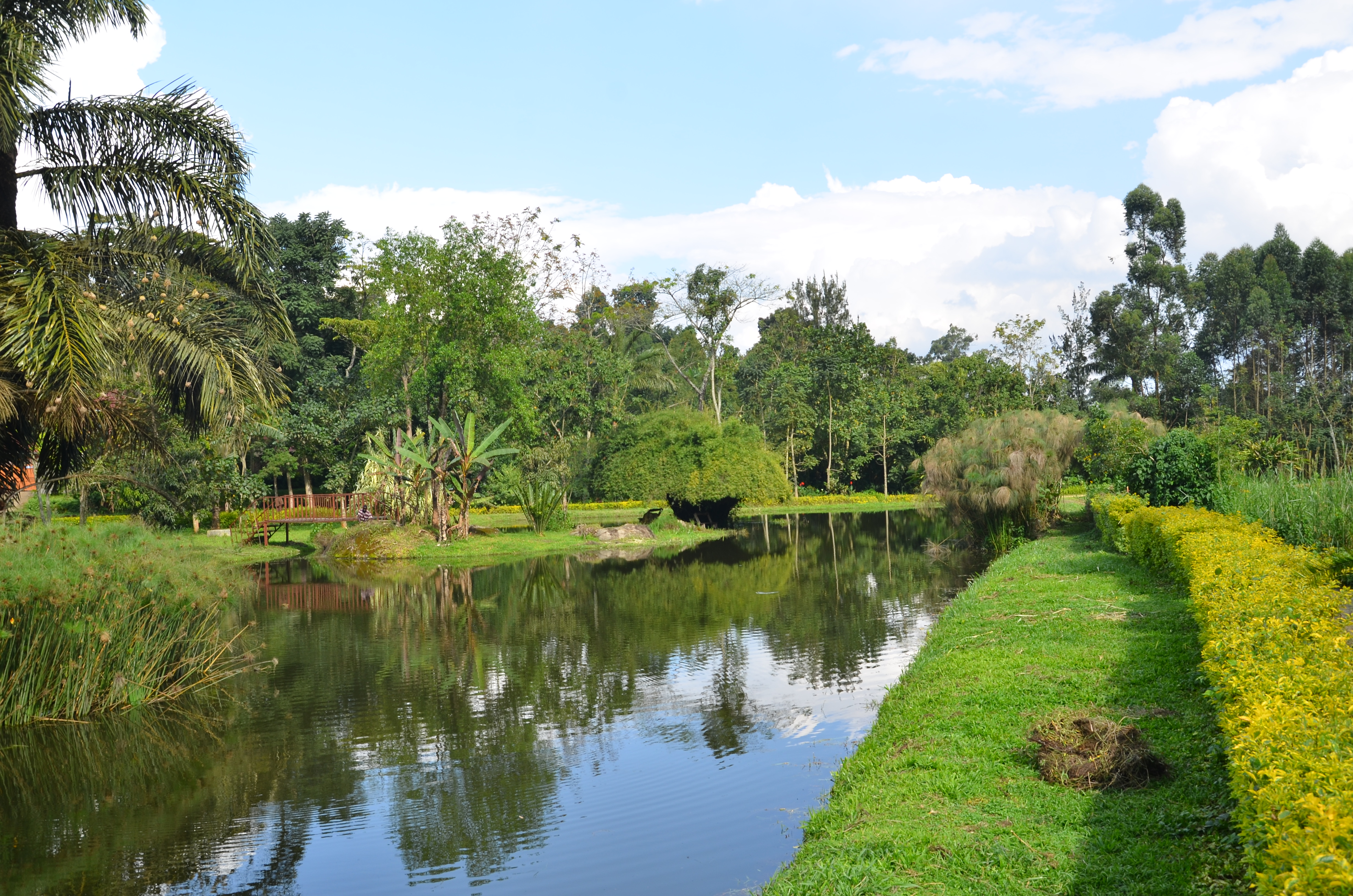 BGCI Publishes New Technical Review on Urban Greening | Botanic Gardens ...