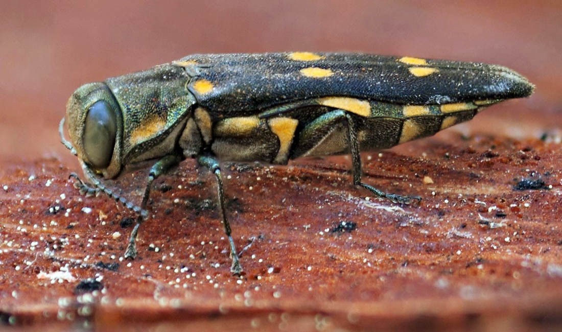 IPSN Research Activities Update | Botanic Gardens Conservation ...