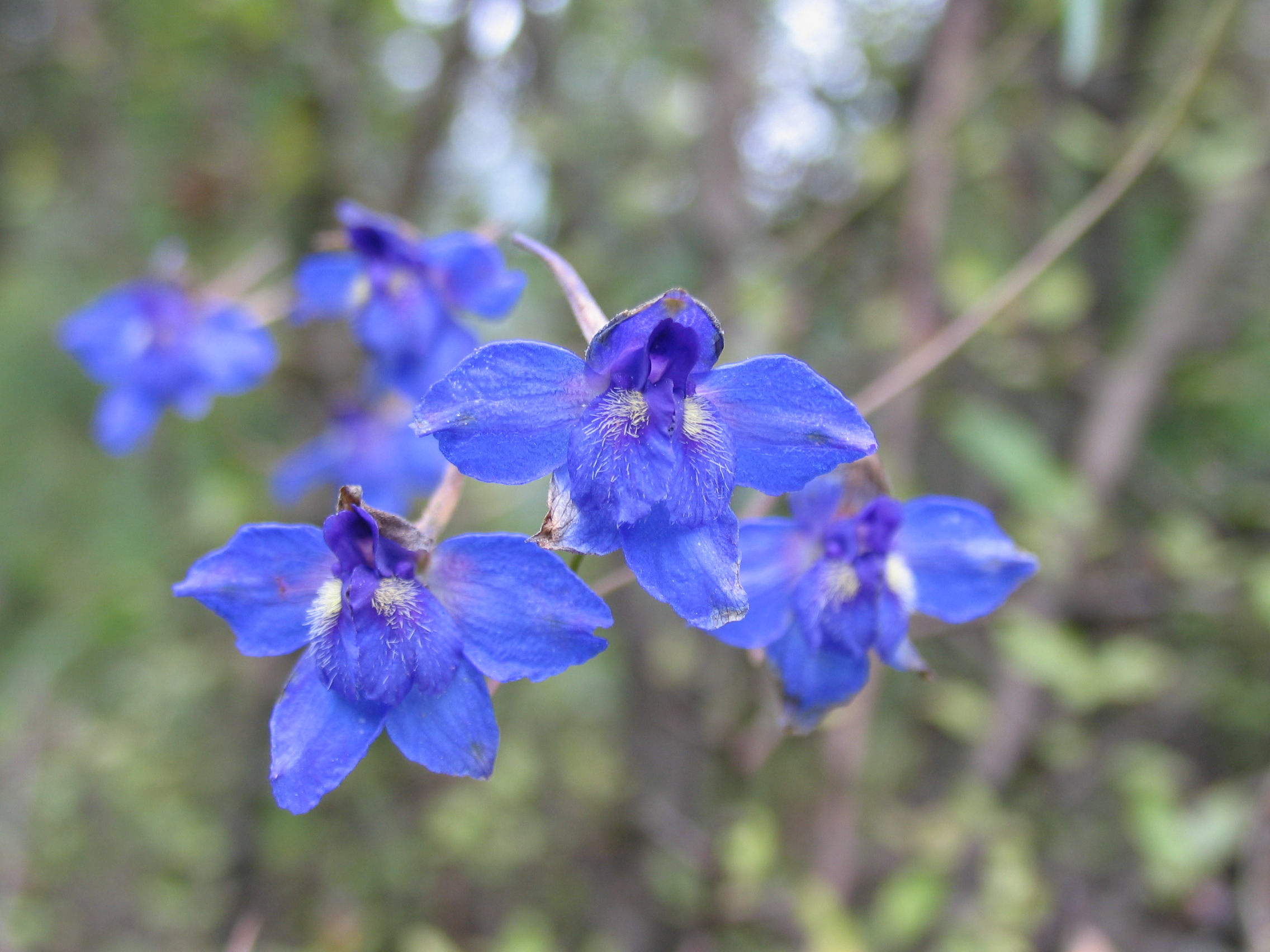 Bgci S Global Botanic Garden Fund Now Accepting Applications Botanic