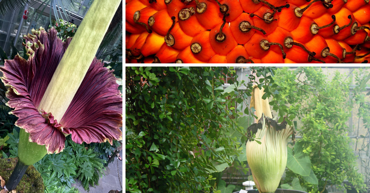 Amorphophallus titanum