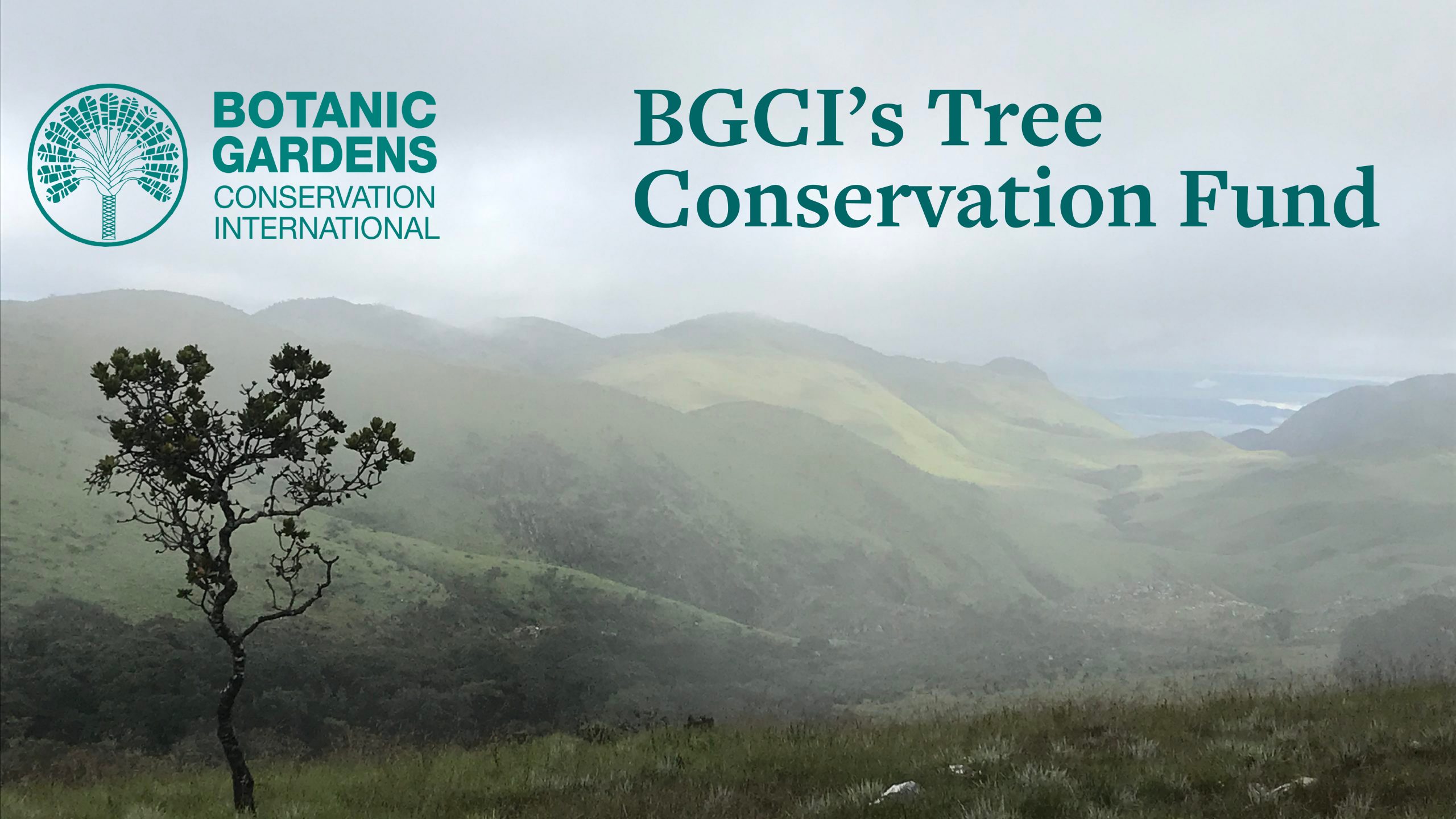 BGCI Launches Tree Conservation Fund | Botanic Gardens Conservation ...