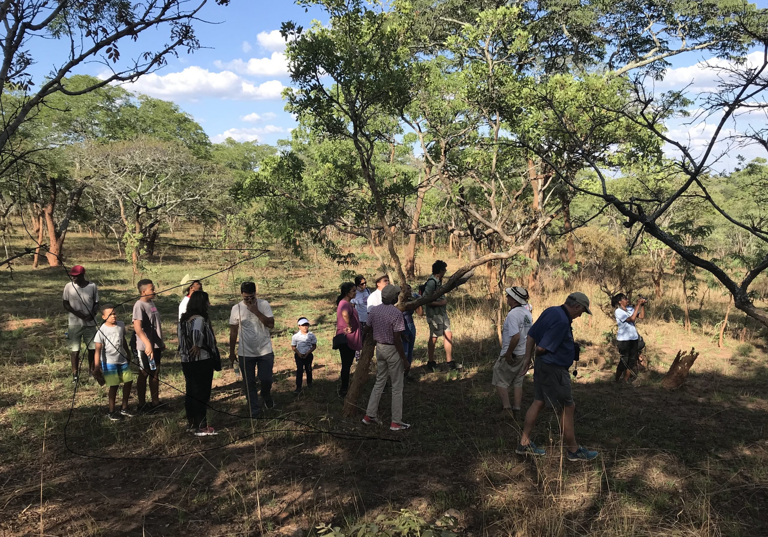 Lusaka tree walk