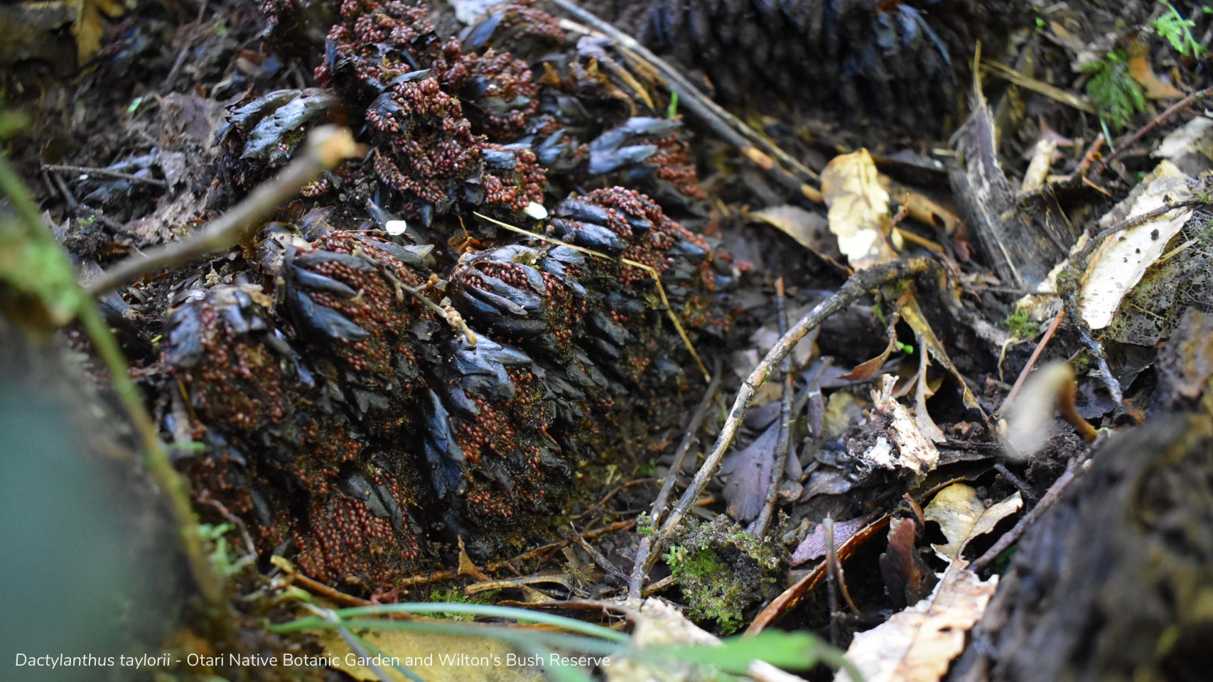 Dactylanthus taylorii - Otari Native Botanic Garden and Wilton's Bush Reserve