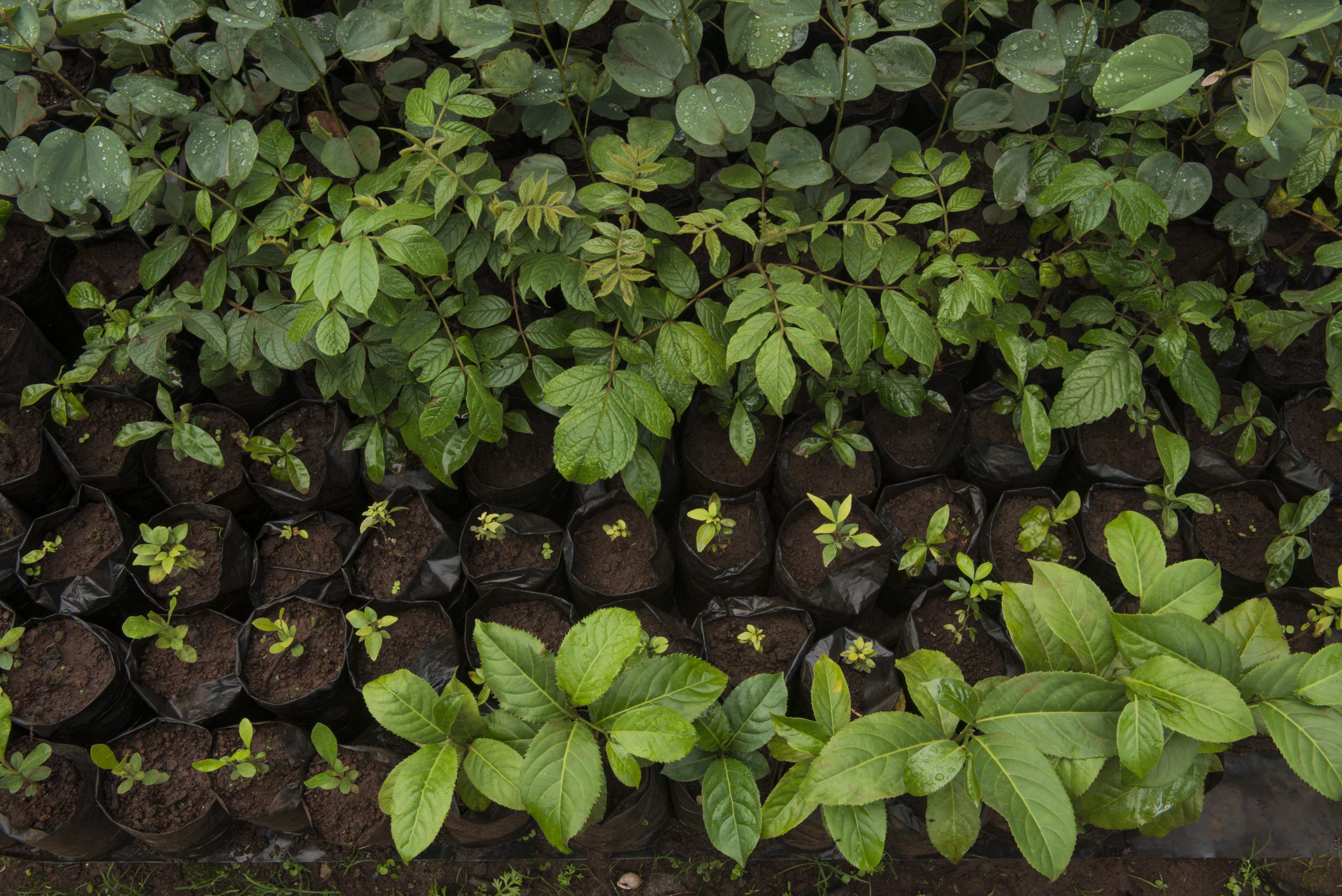 Ecological Restoration Alliance Of Botanic Gardens Botanic Gardens