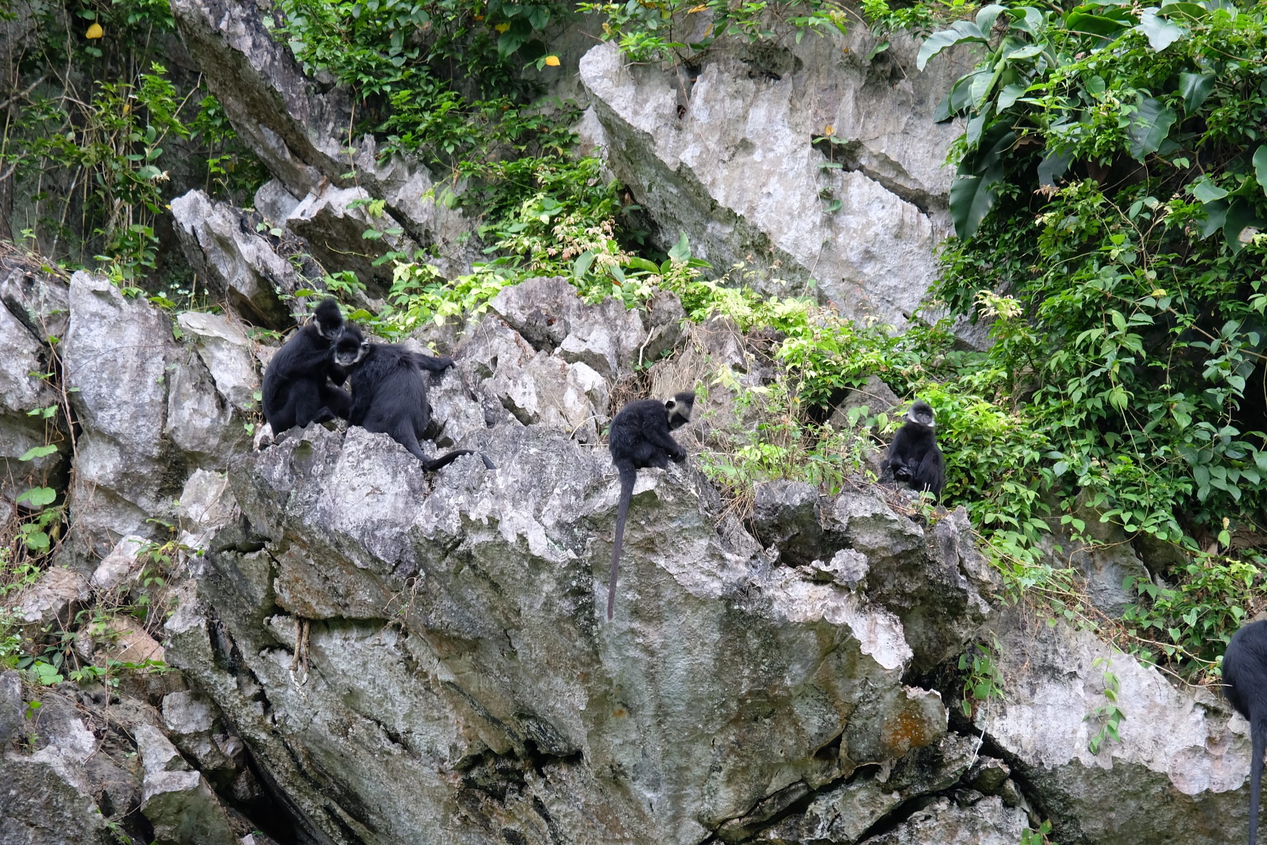 Hatinh langur - Ngo Van Hong