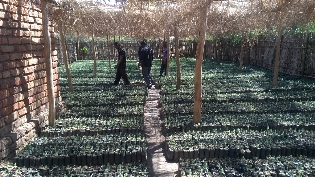 Mulanje Cedar seedlings growing in a community nursery. Photo credit Kirsty Shaw BGCI