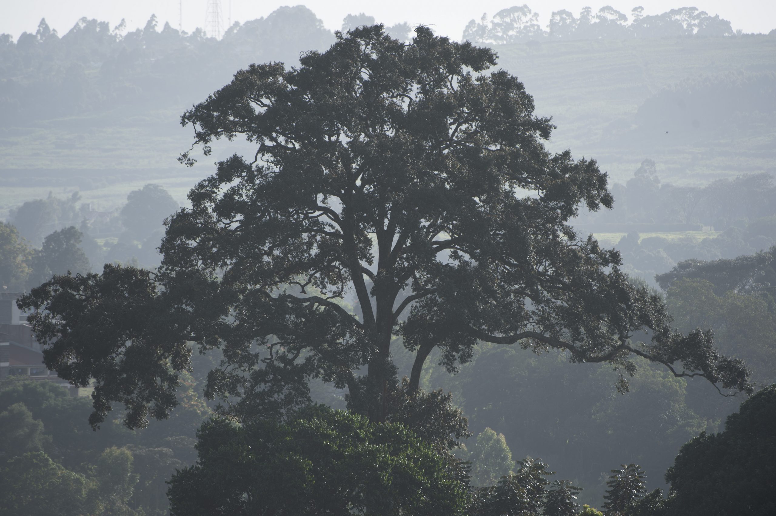 Forest restoration – saving East Africa's rare trees