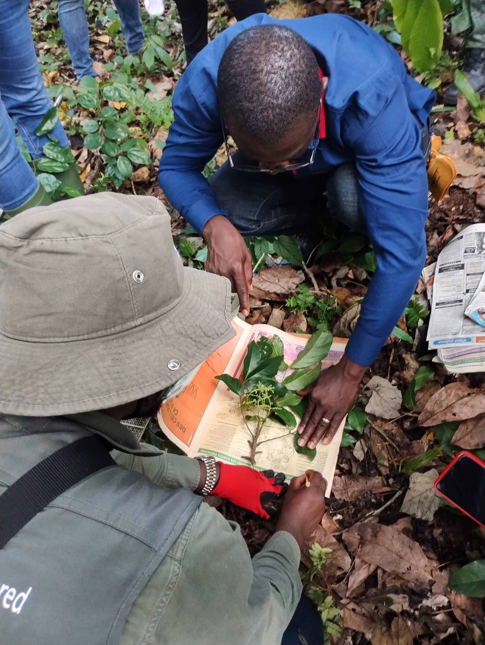 Yao Konan, Centre National de Floristique, creating a herbarium voucher specimen during seed collection training in Divo reserve