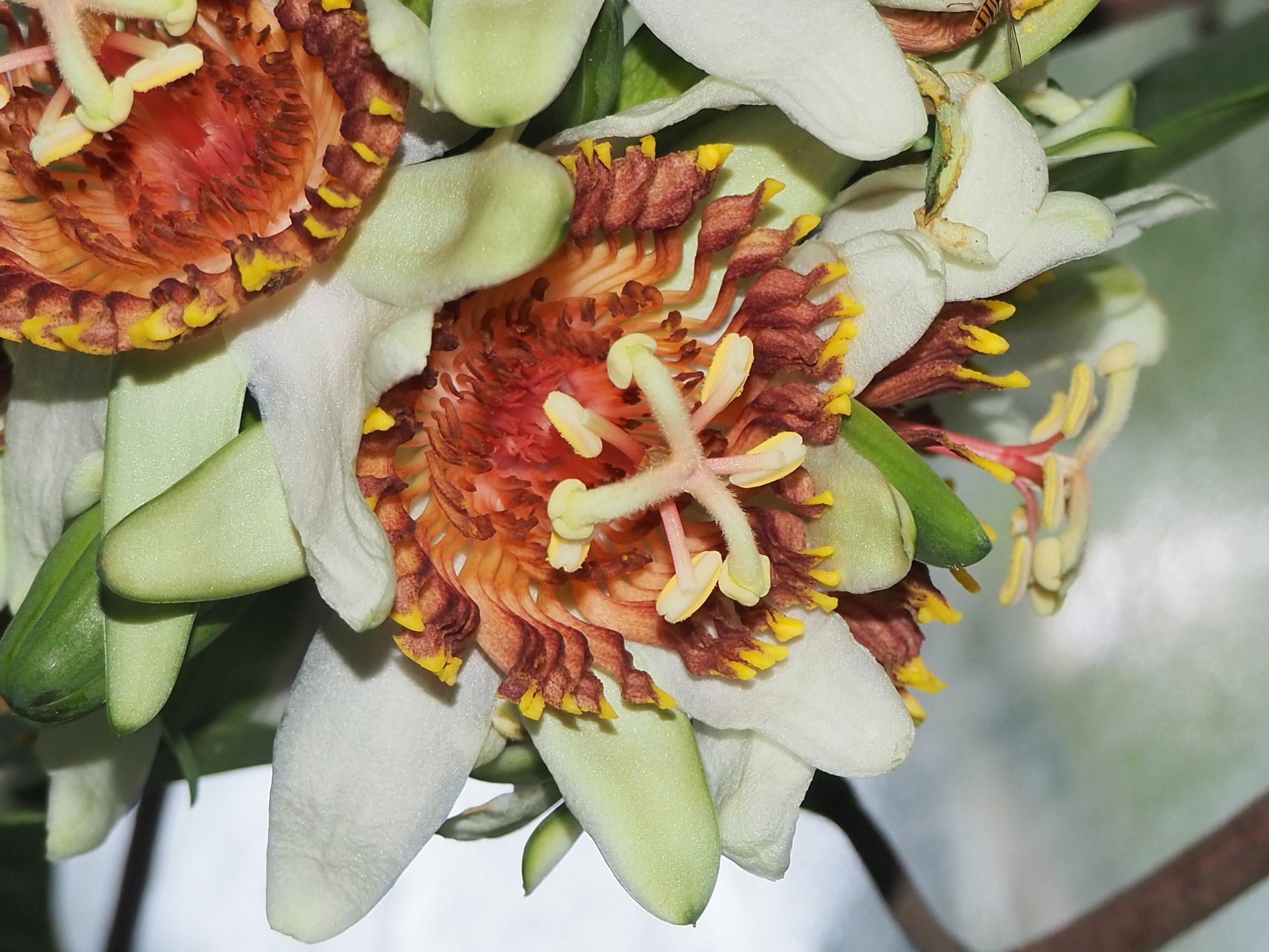 Passiflora tine, an extremely rare plant held by two gardens worldwide including Cambridge University Botanic GardenThis plant is endemic to Ecuador, and endangered in the wild. Around 40% of the world’s plant diversity is at elevated risk of extinction, and botanic gardens form a critical safety net against this by enabling species to be restored to the wild. Credit: Cambridge University Botanic Garden