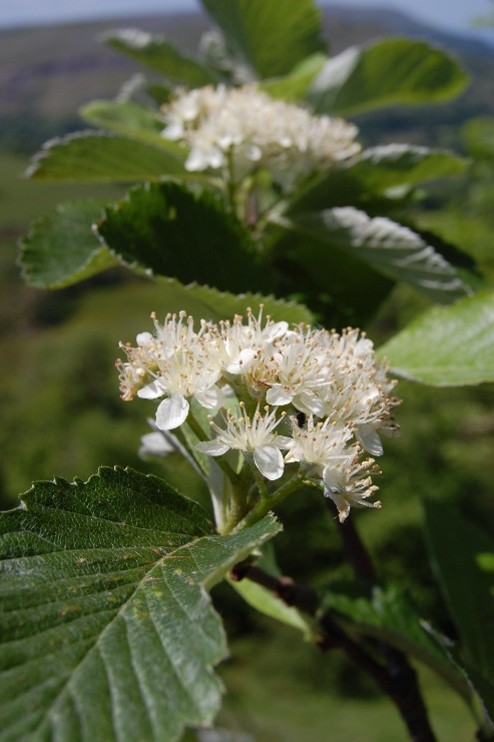 Sorbus cambrensis (Welsh Whitebeam) (Tim Rich)
